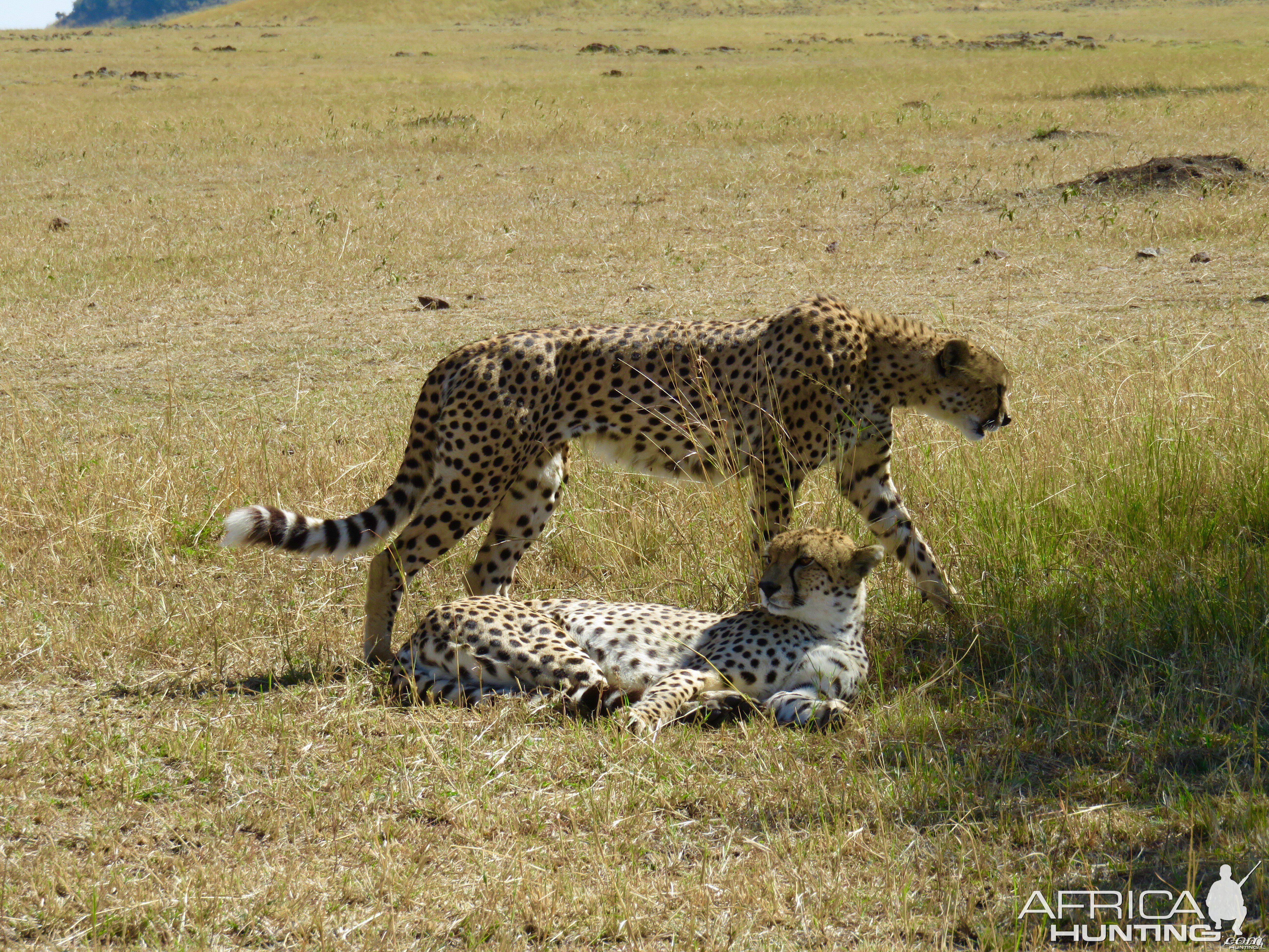 Serengeti with Wayne Williamson