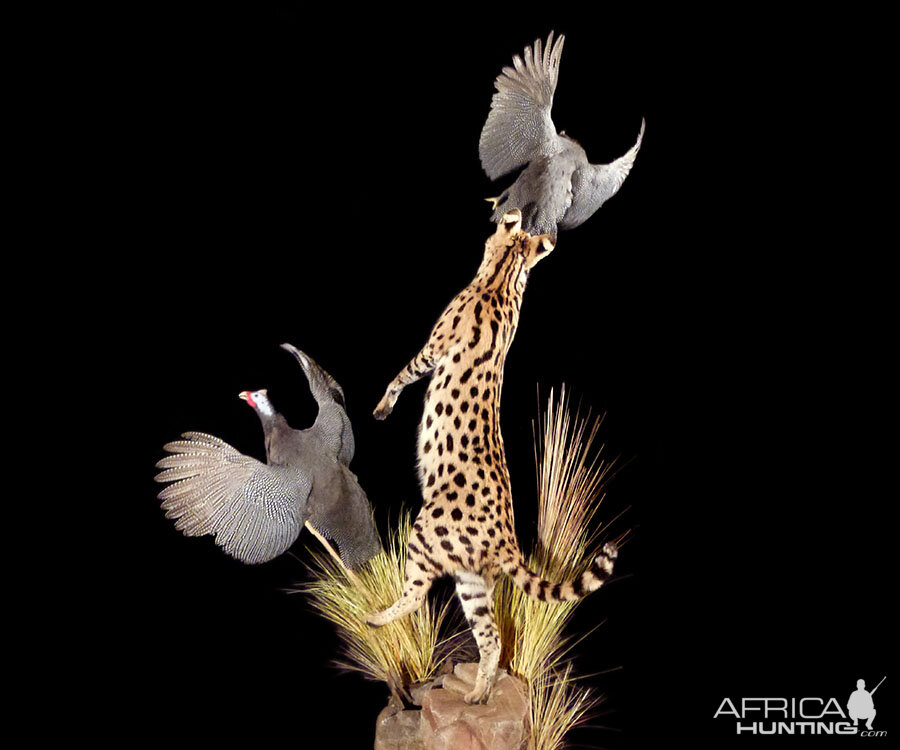 Serval Cat catching bird Full Mount Taxidermy