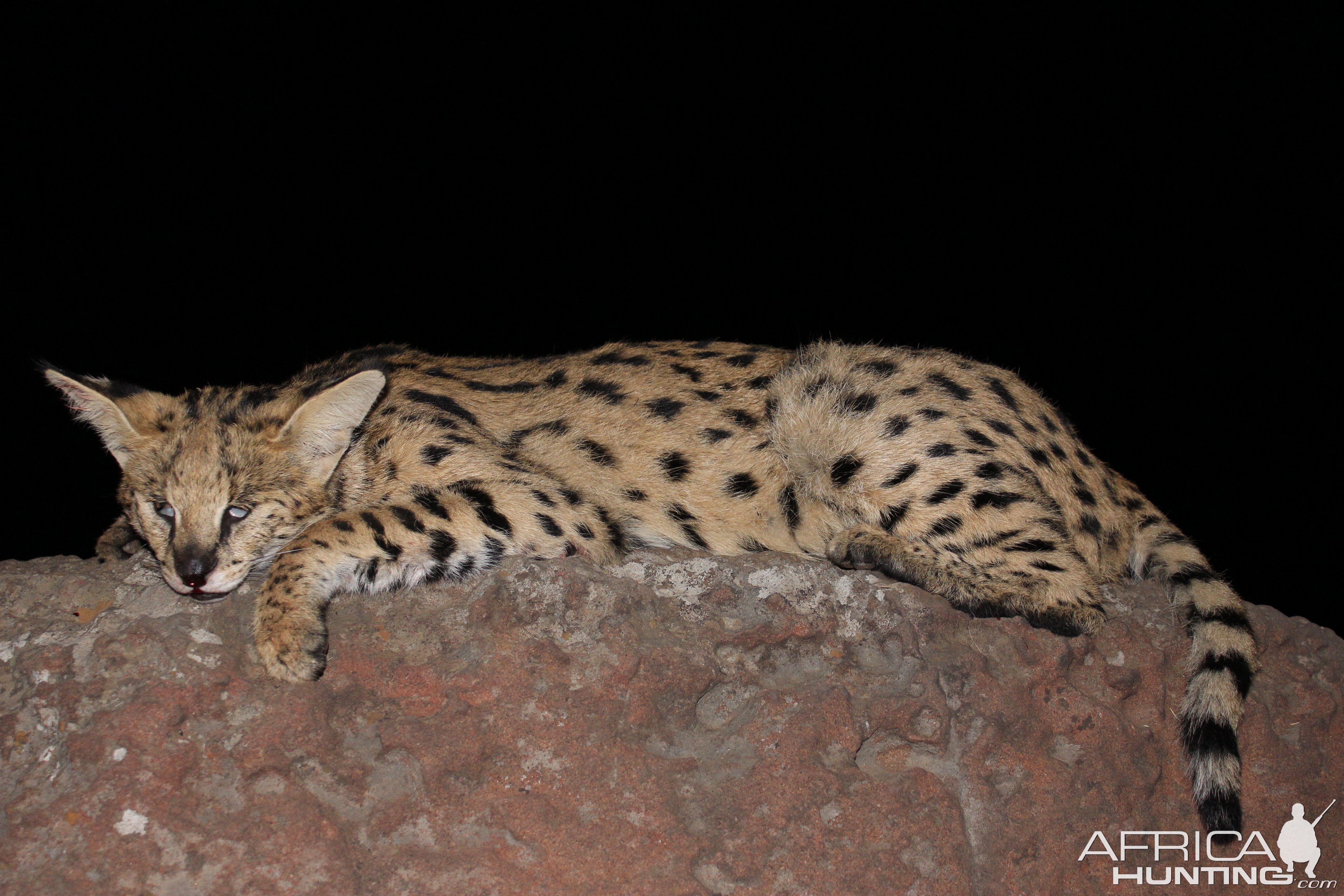 Serval Cat Hunt South Africa