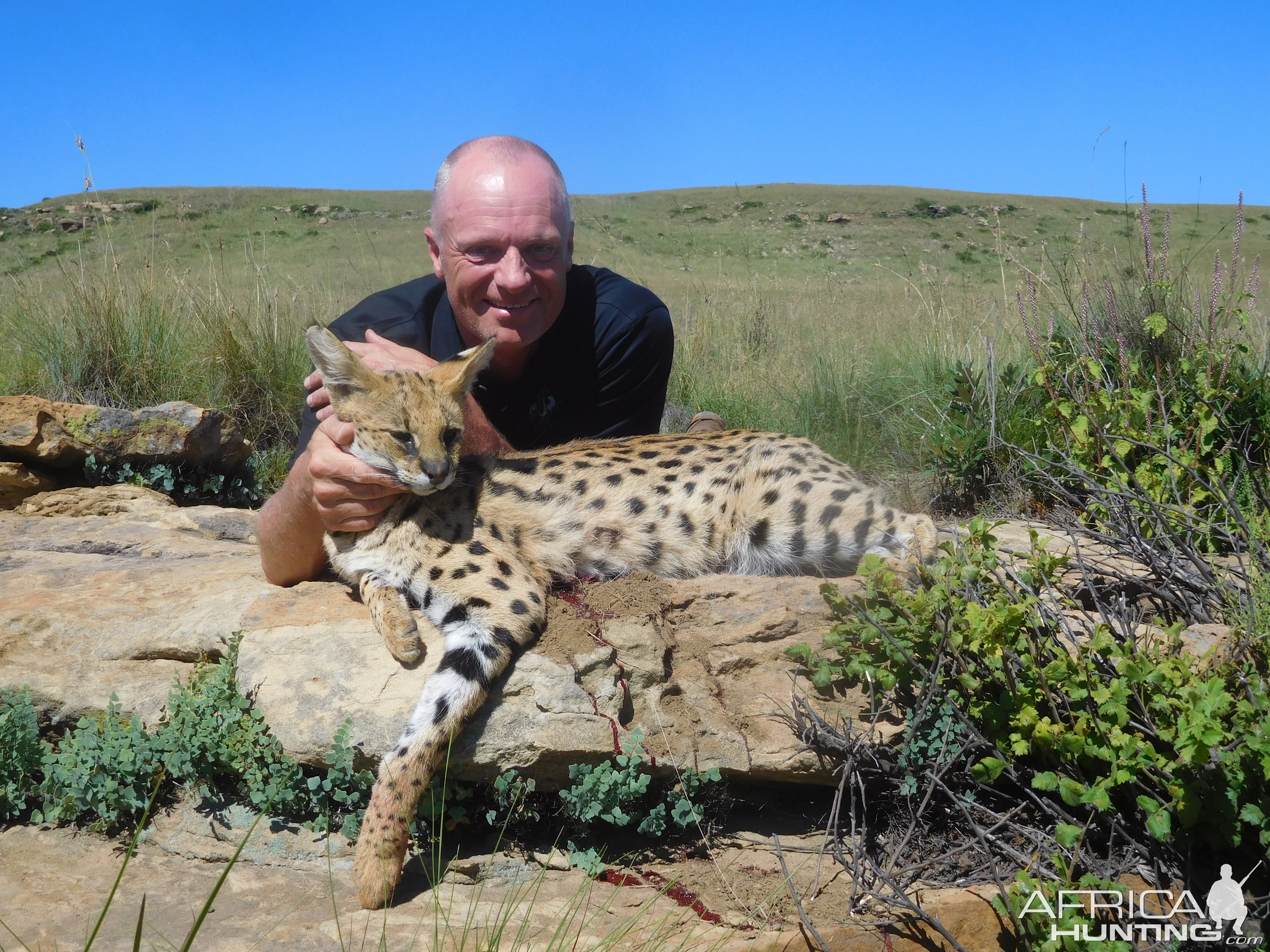 Serval Cat Hunting South Africa