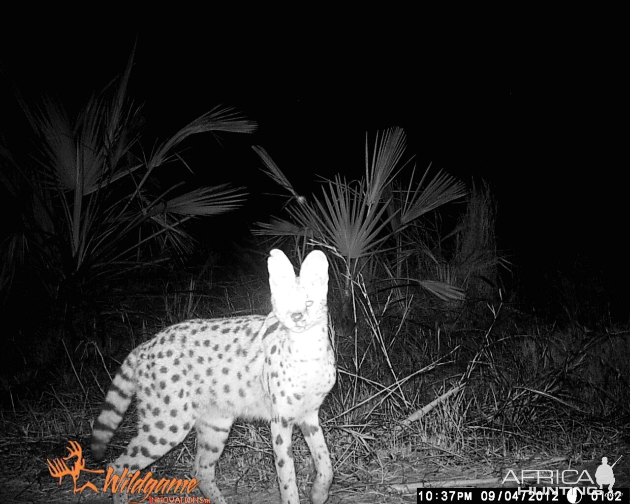 Serval Cat Mozambique Mahimba