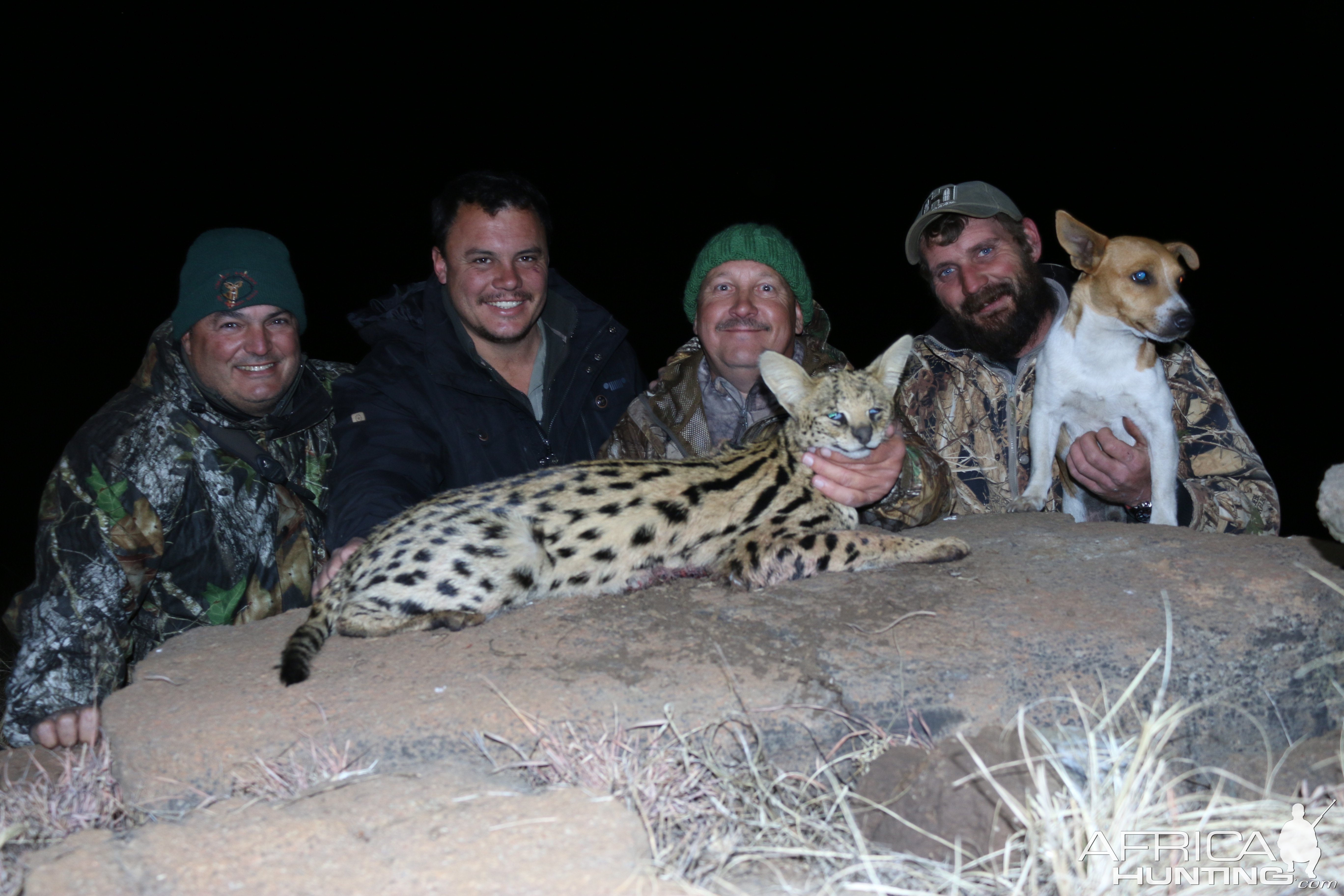 Serval Cat Night Hunting