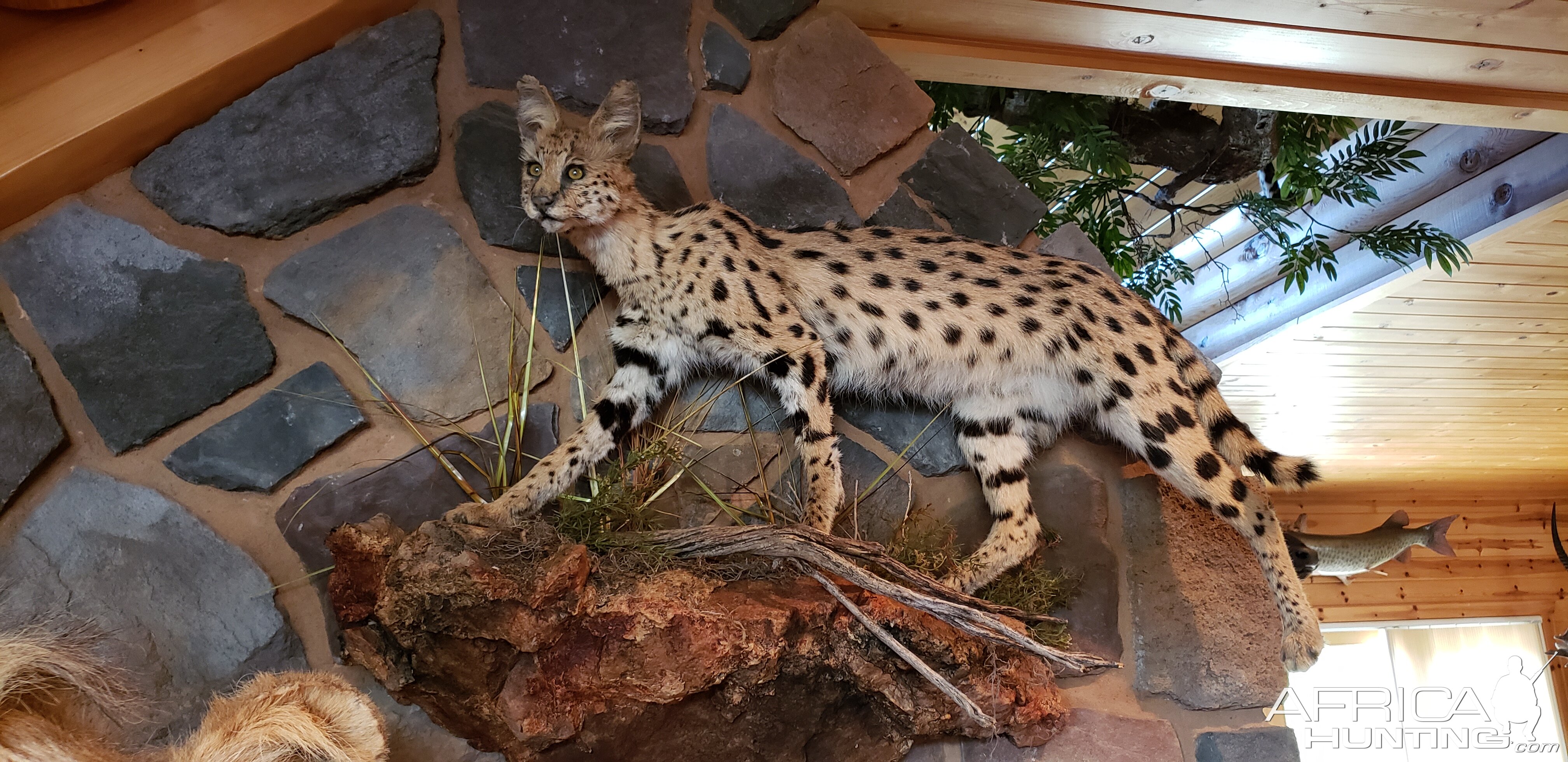 Serval Full Mount Taxidermy