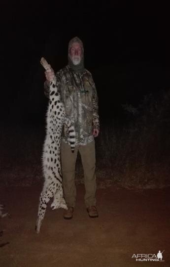 Serval Hunting Sunset Safaris