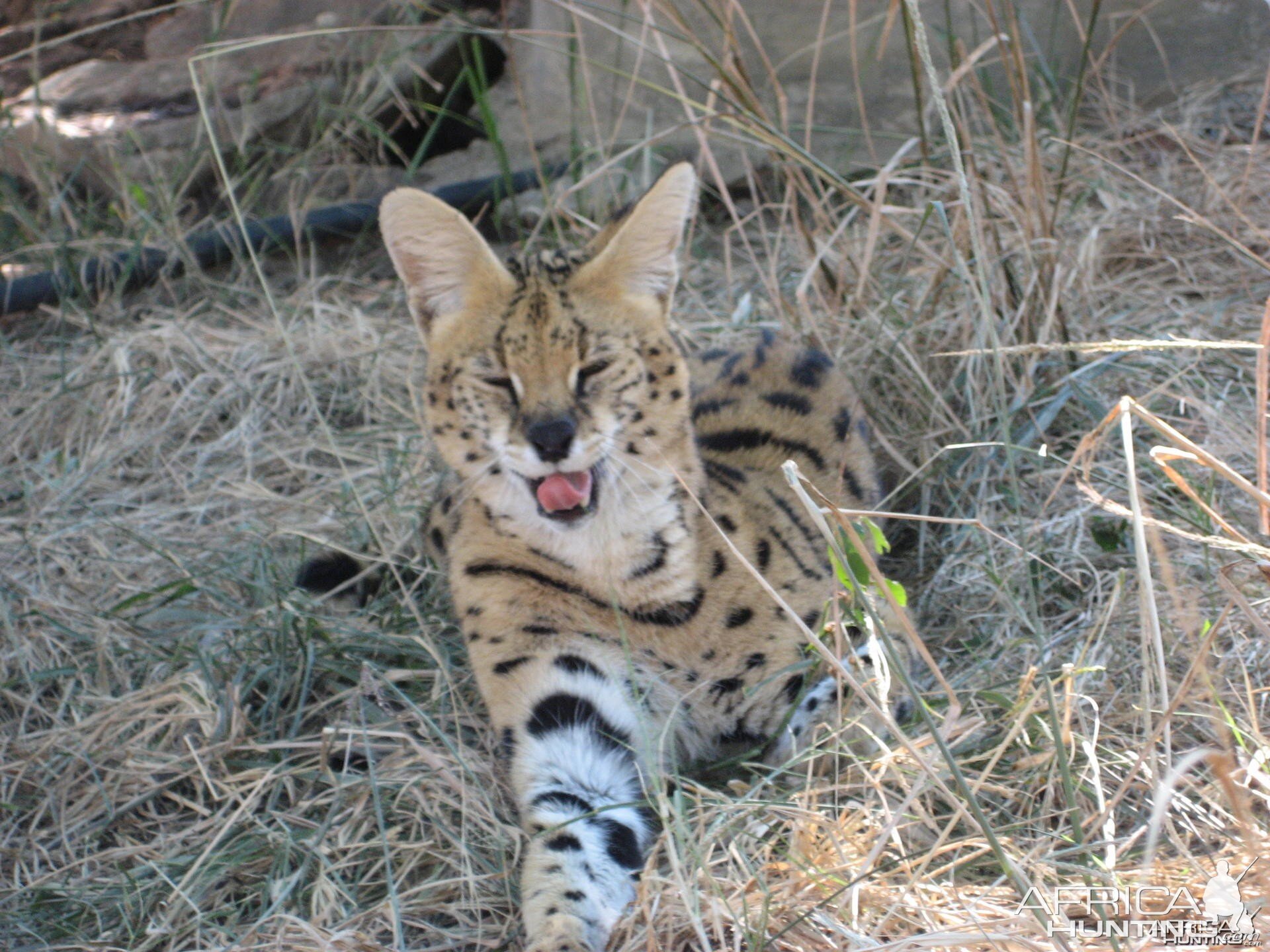 Serval South Africa