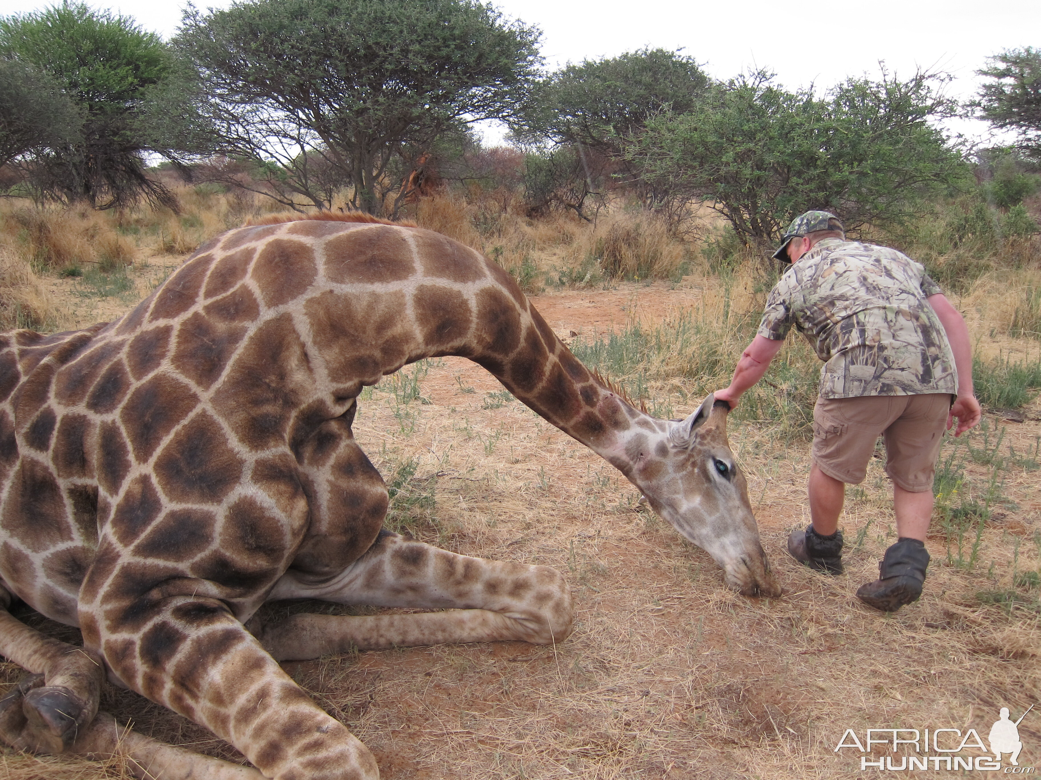 Setting up a Giraffe for trophy pictures