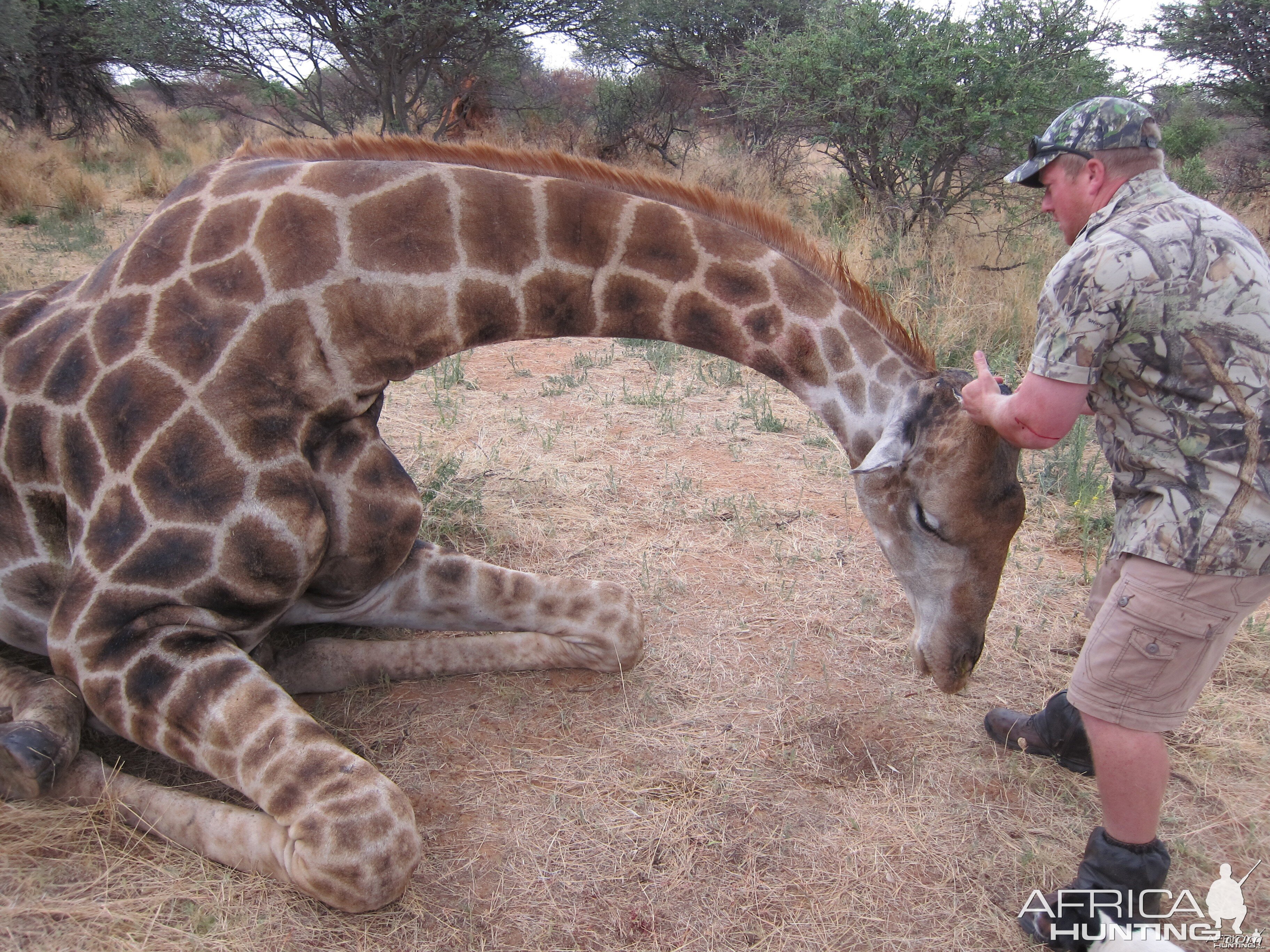 Setting up a Giraffe for trophy pictures