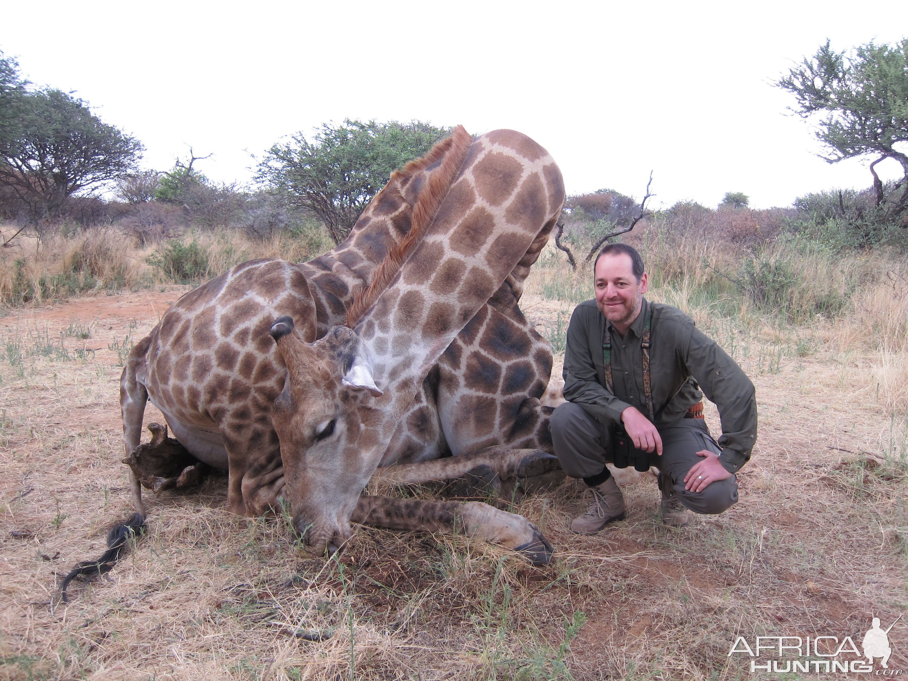 Setting up a Giraffe for trophy pictures