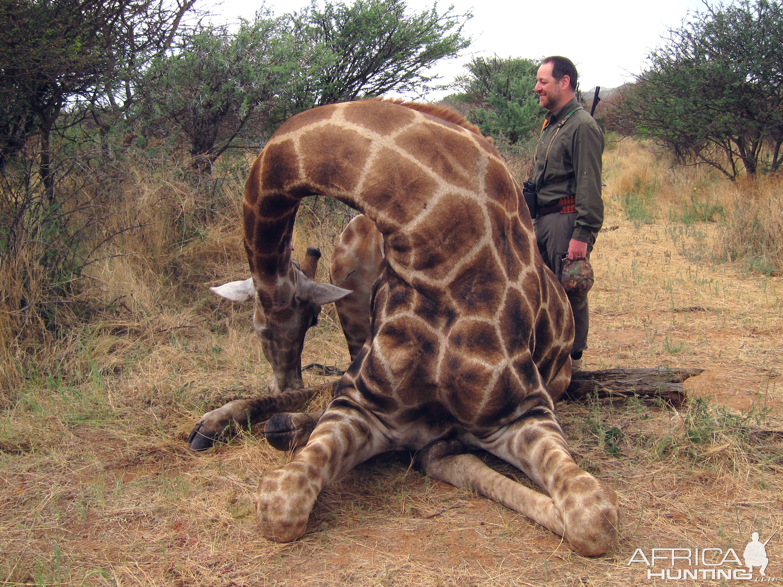 Setting up a Giraffe for trophy pictures