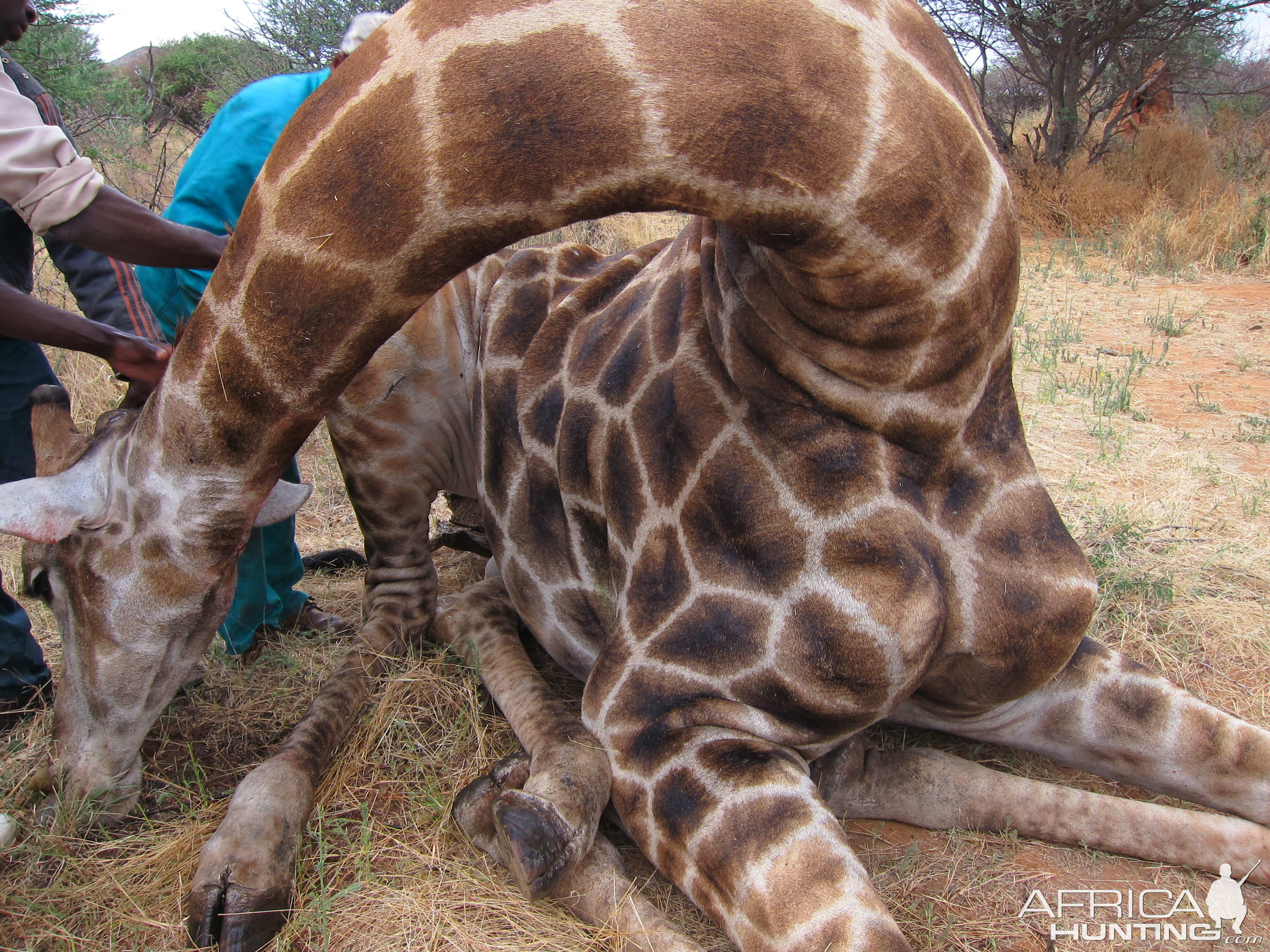 Setting up a Giraffe for trophy pictures