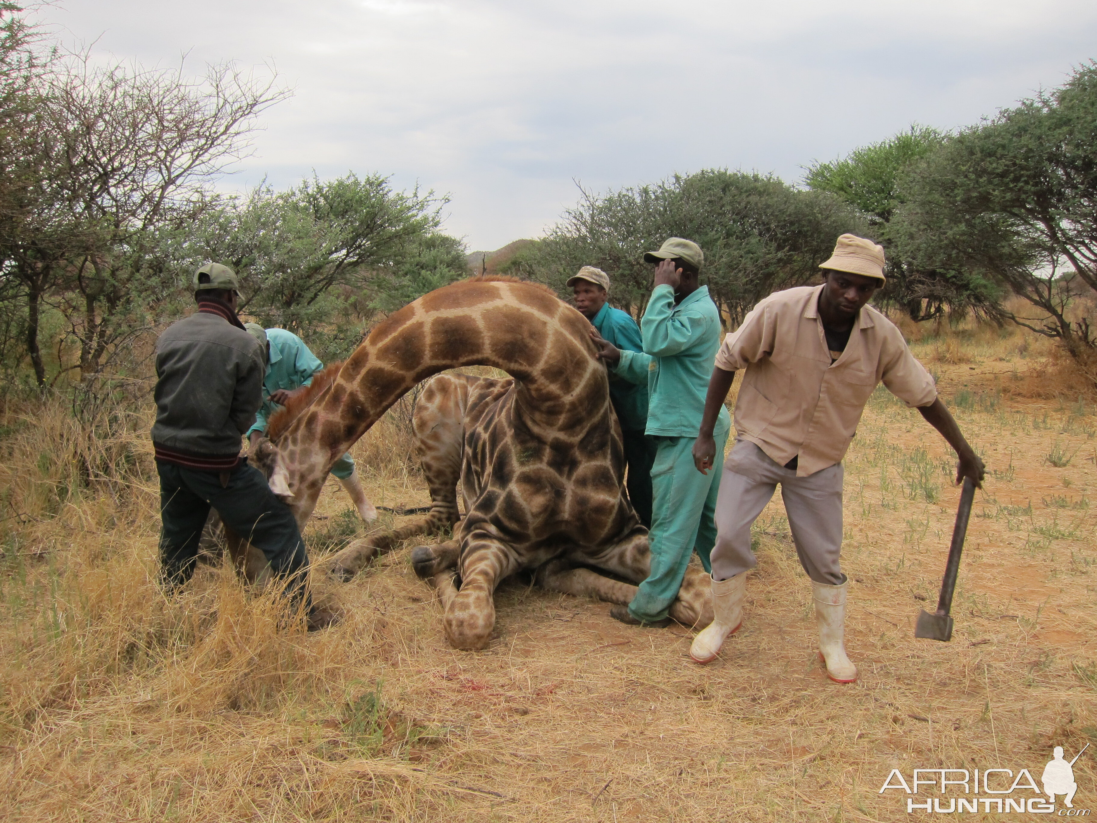 Setting up a Giraffe for trophy pictures