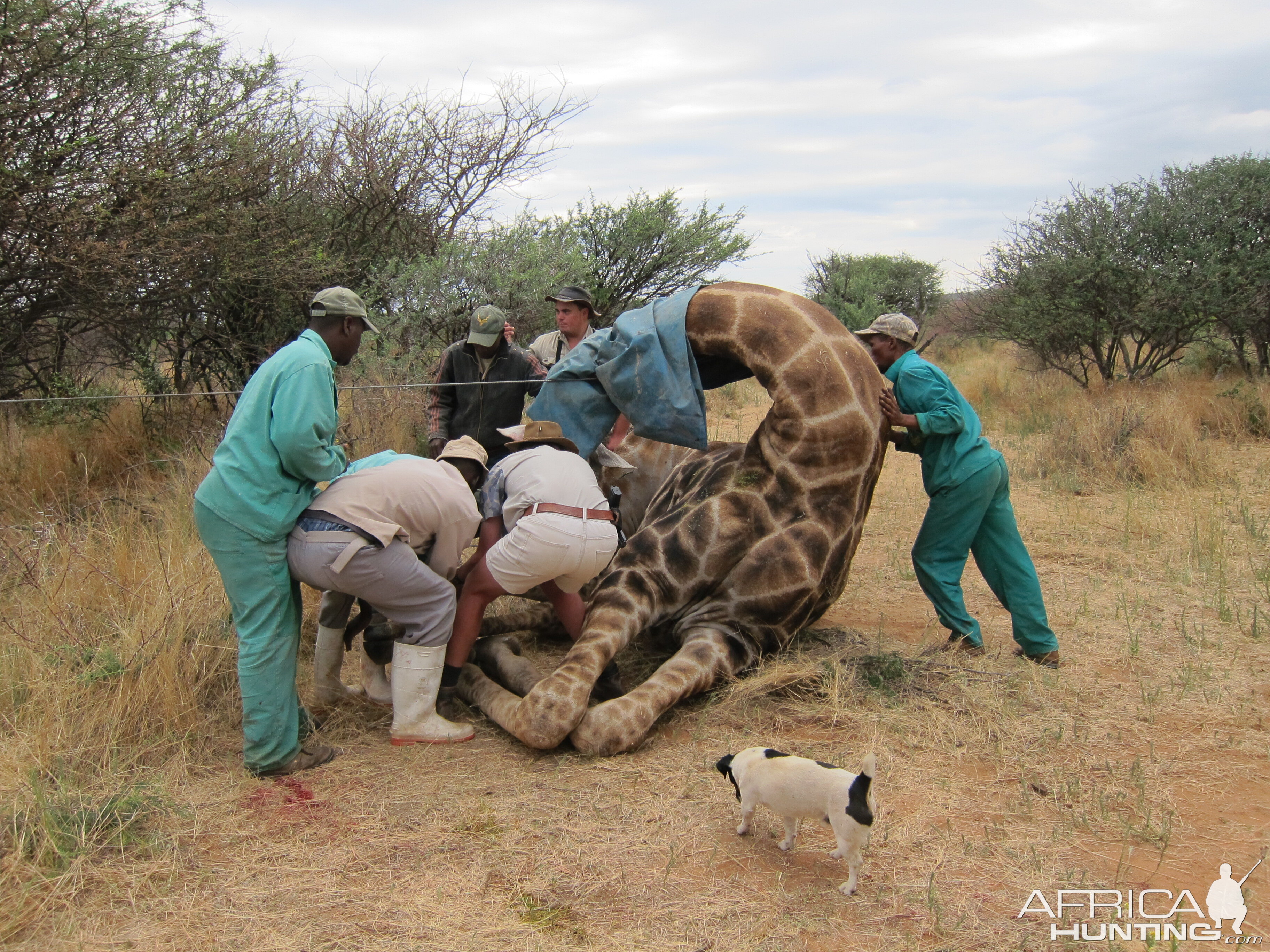 Setting up a Giraffe for trophy pictures