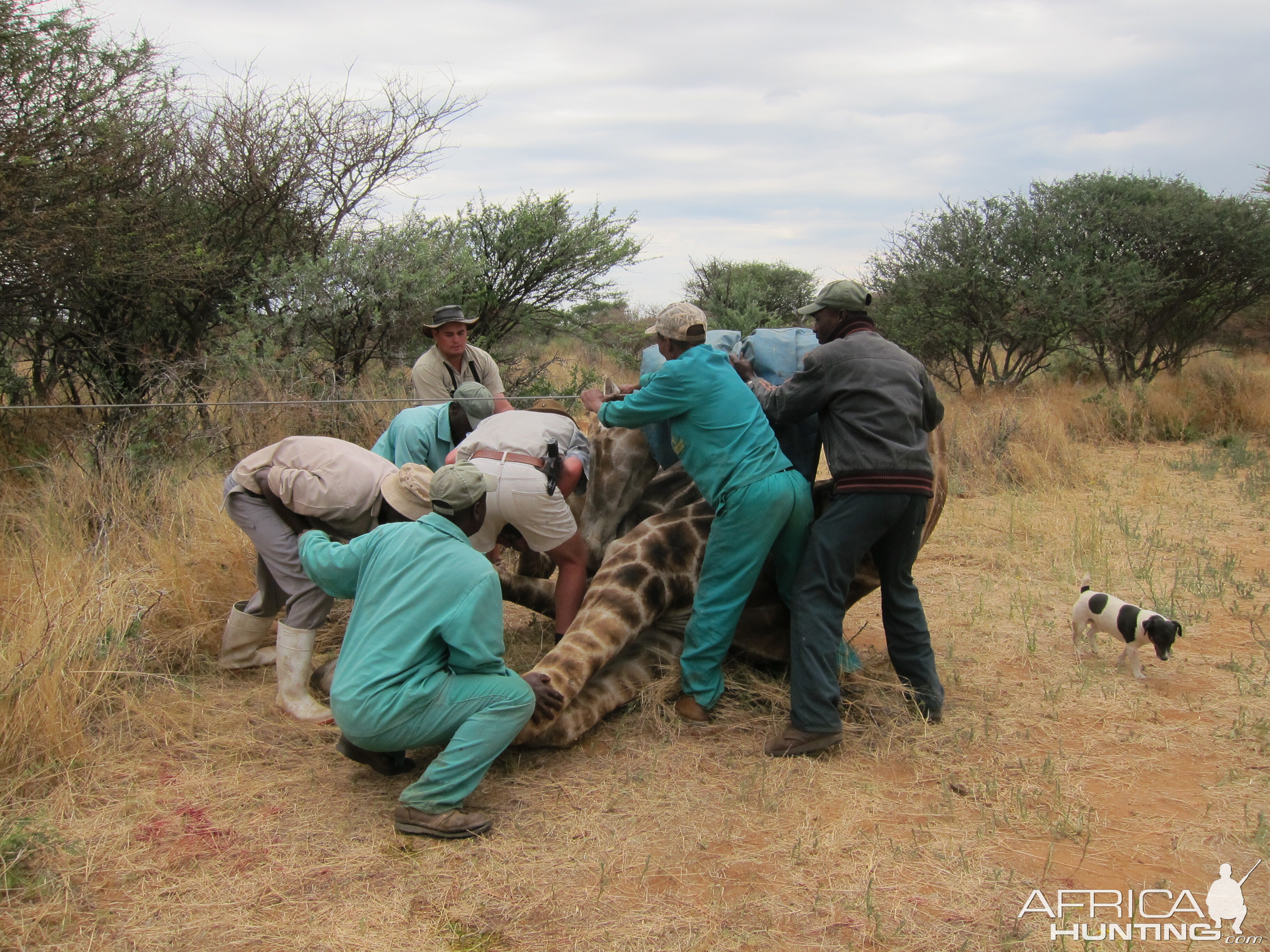 Setting up a Giraffe for trophy pictures