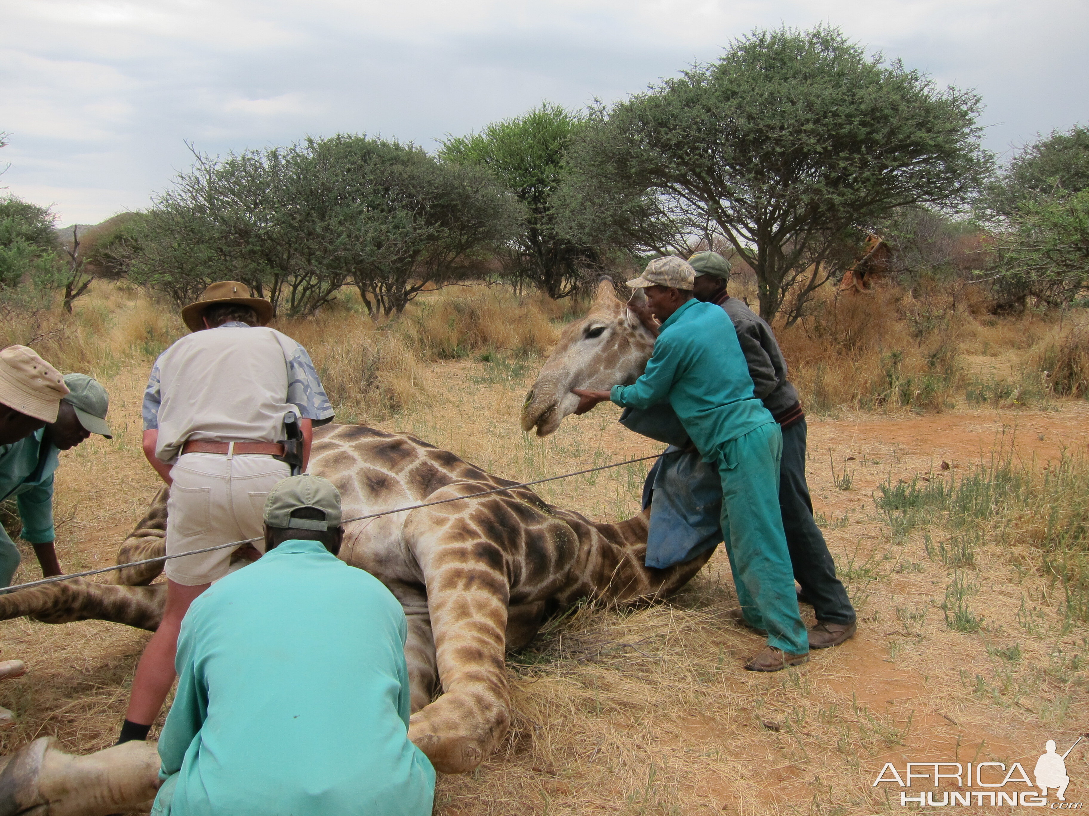 Setting up a Giraffe for trophy pictures