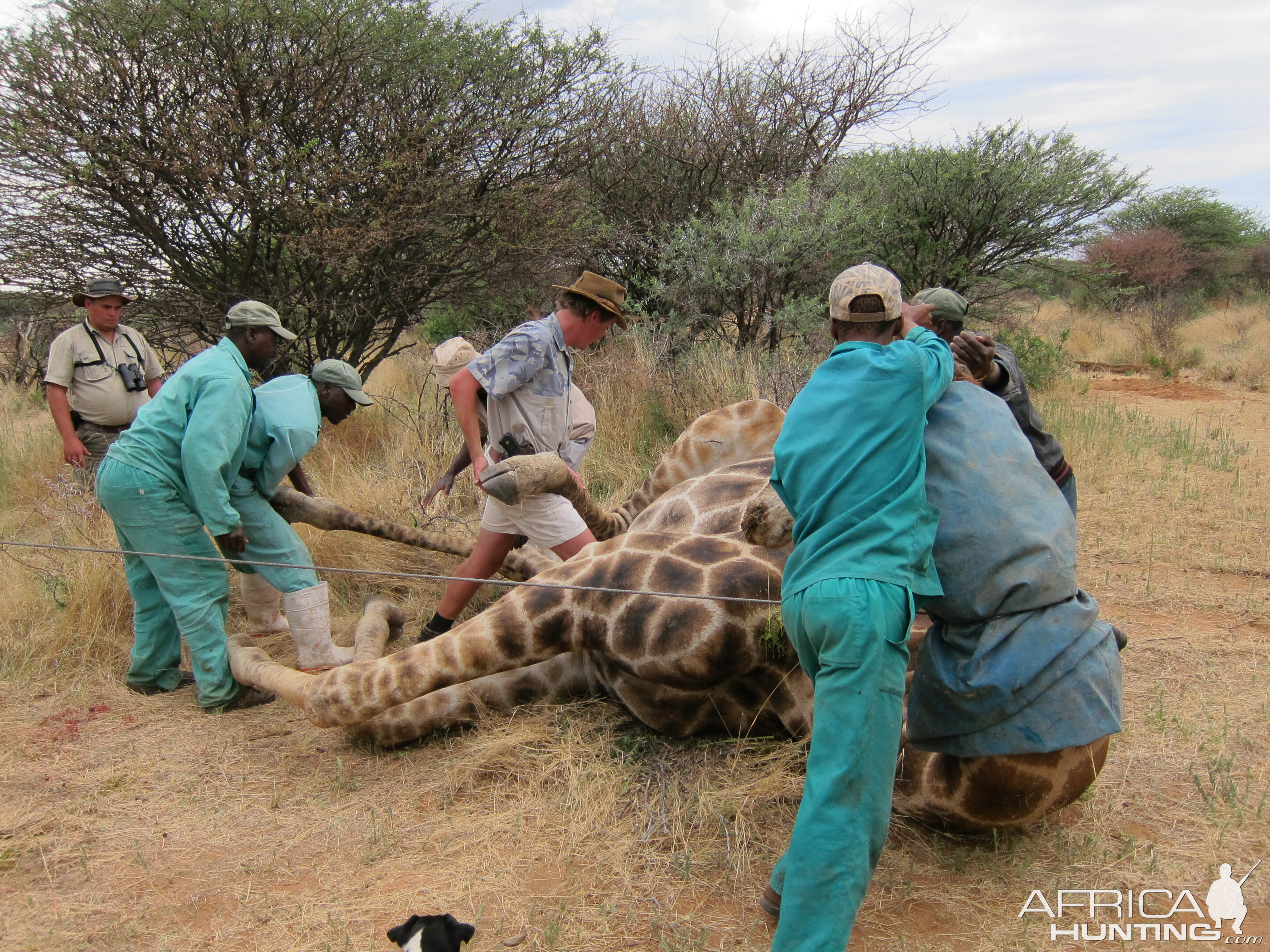 Setting up a Giraffe for trophy pictures