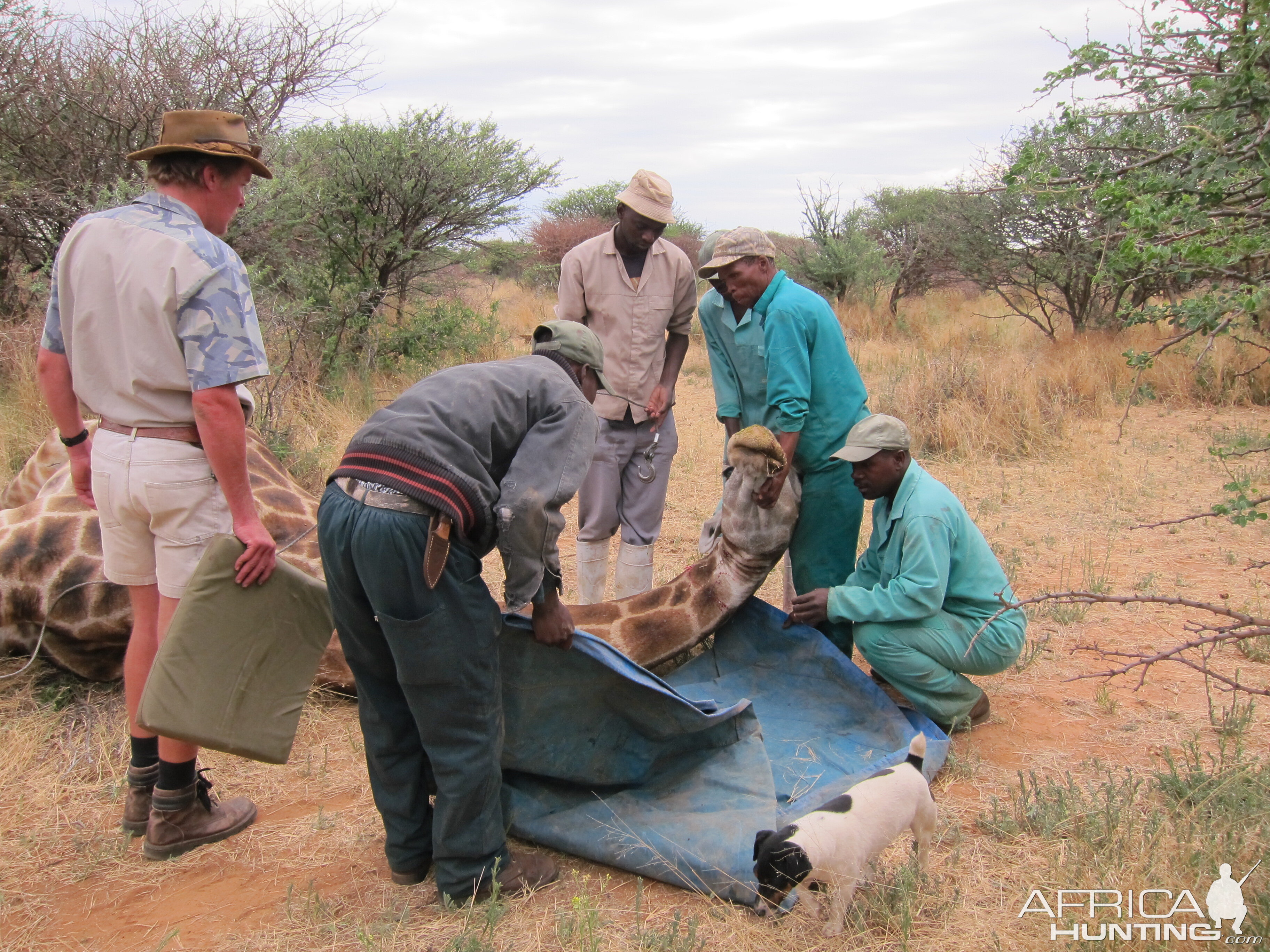 Setting up a Giraffe for trophy pictures