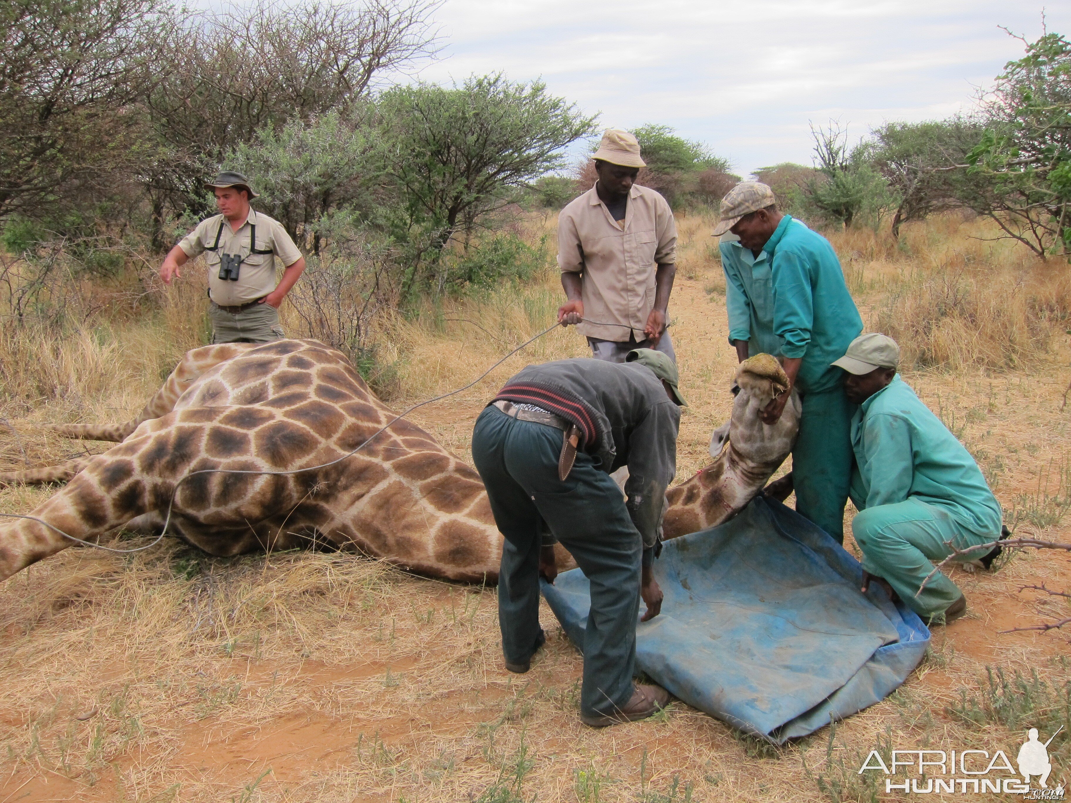 Setting up a Giraffe for trophy pictures