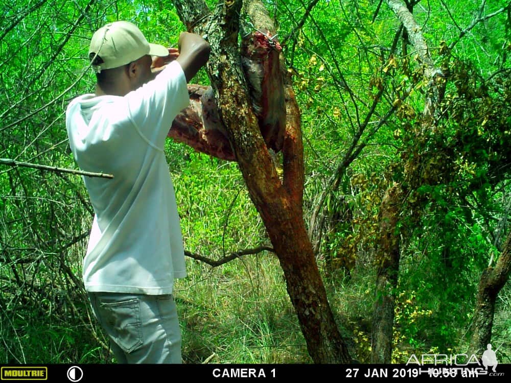 Setting up Leopard Bait