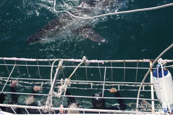 Shark Cage Diving