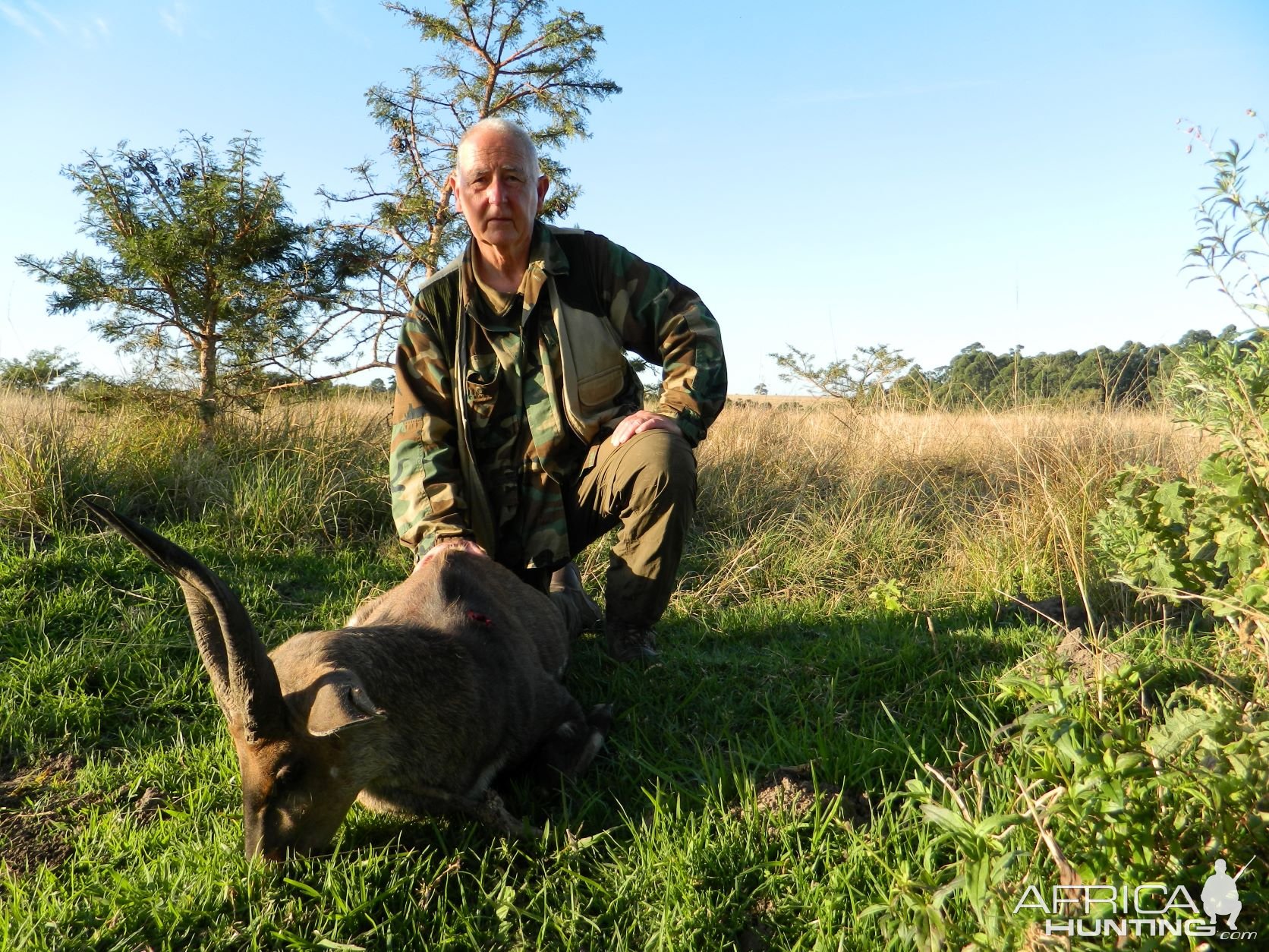 Sharp Tips Cape Bushbuck