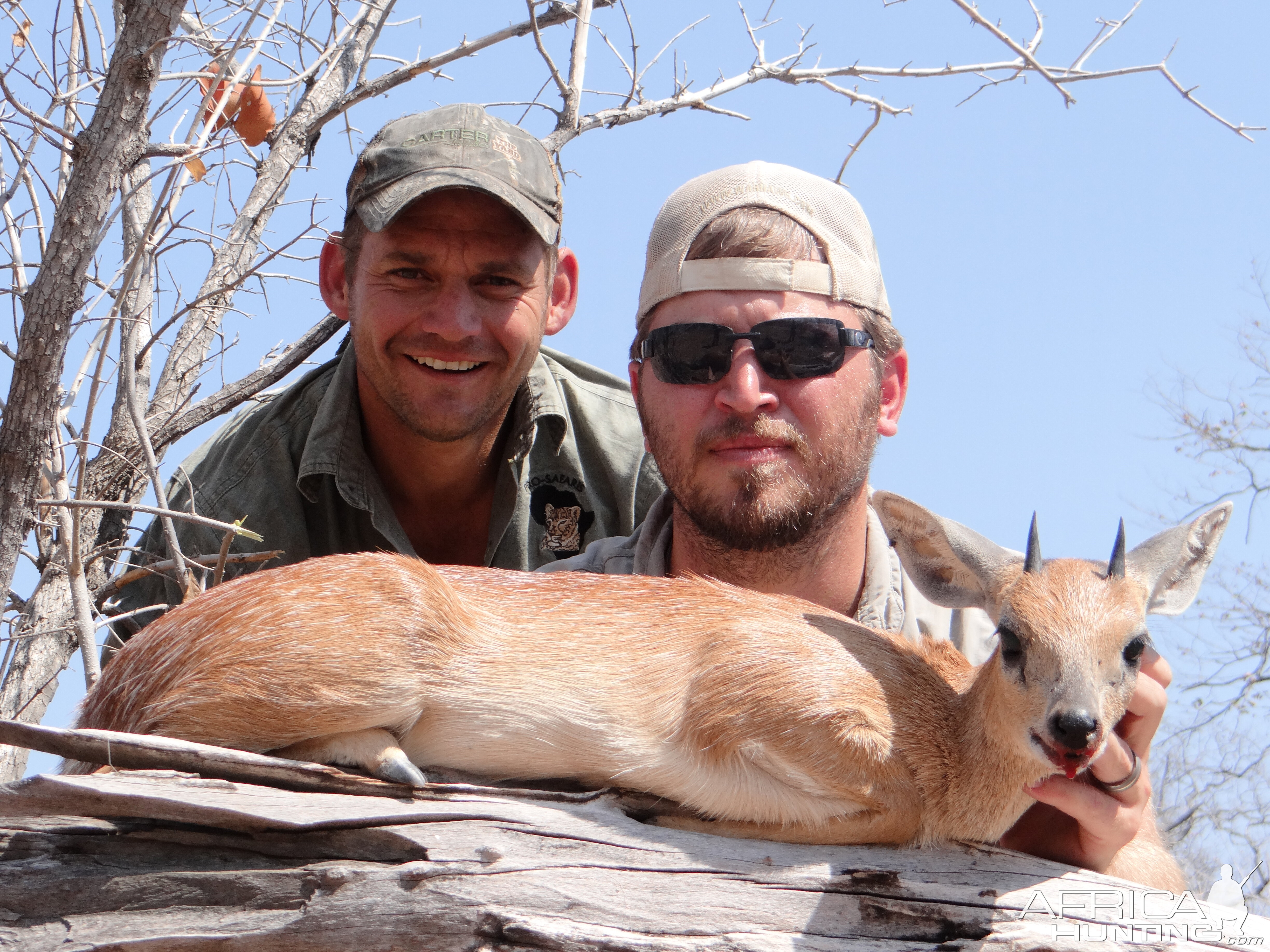 Sharp's Grysbok Hunt Zimbabwe