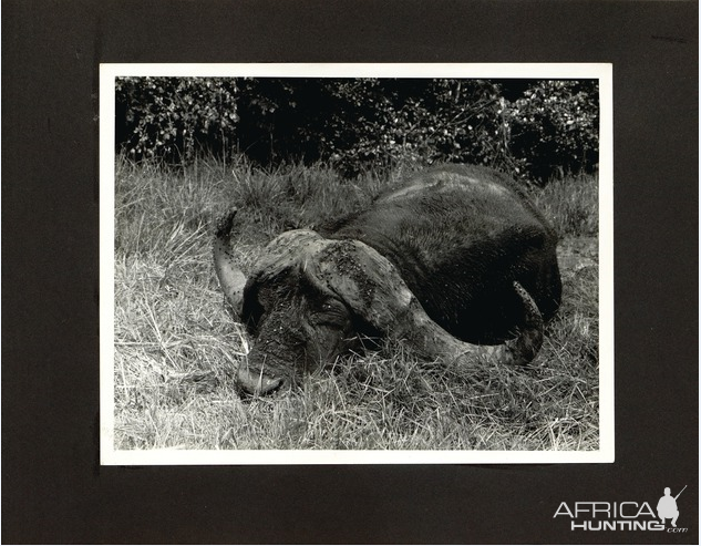 'Shaw and Hunter Trophy' 1973, 54-inch buffalo-Kenya