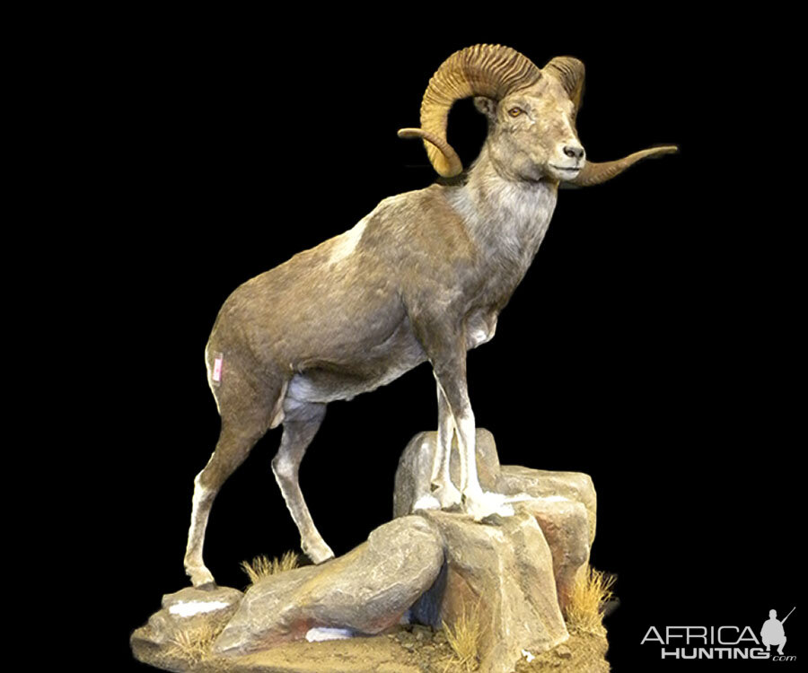 Sheep Full Mount Taxidermy