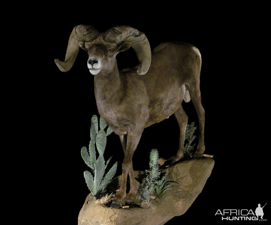 Sheep Full Mount Taxidermy