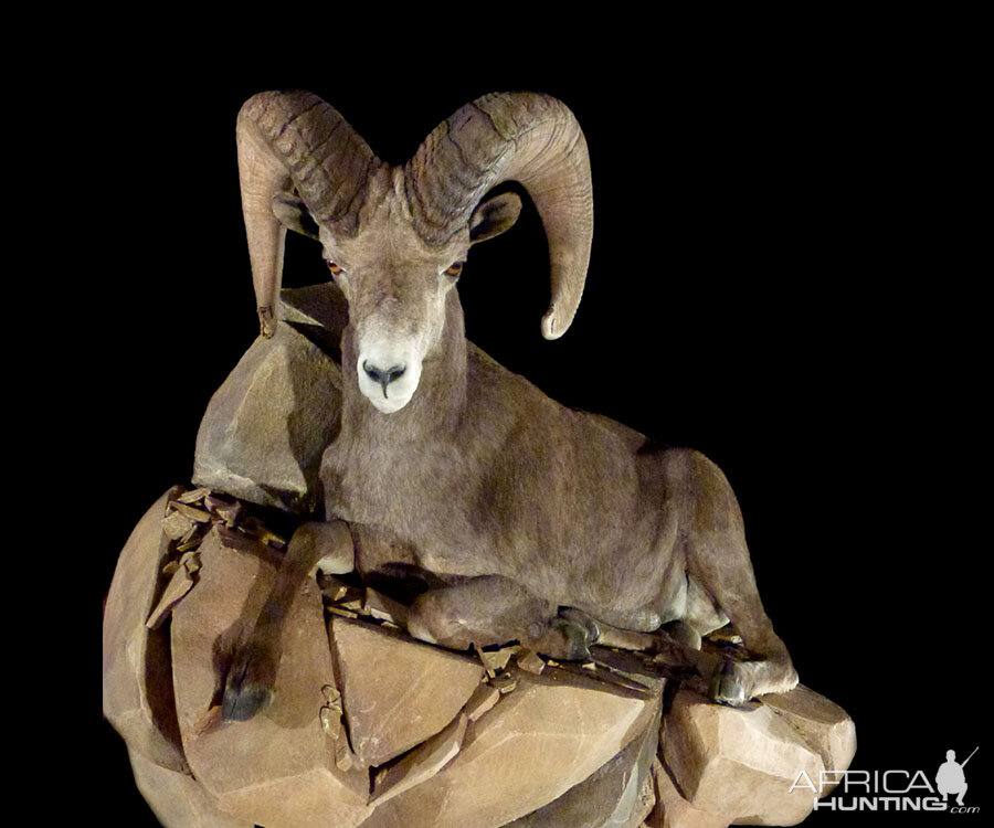 Sheep Full Mount Taxidermy