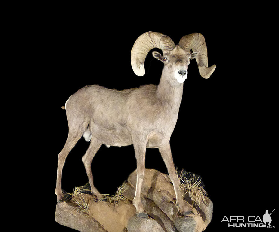 Sheep Full Mount Taxidermy