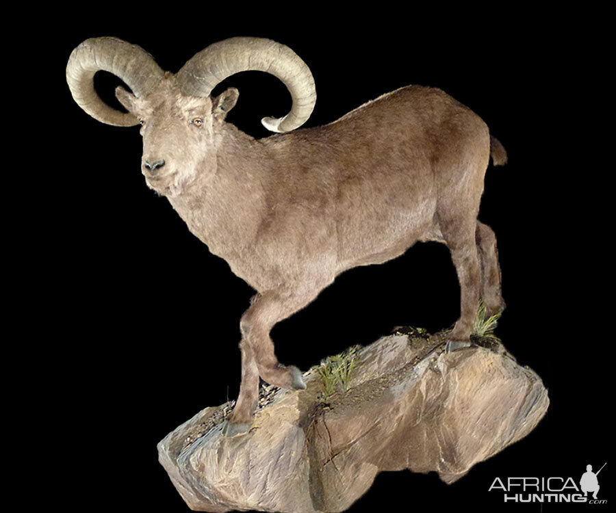 Sheep Full Mount Taxidermy