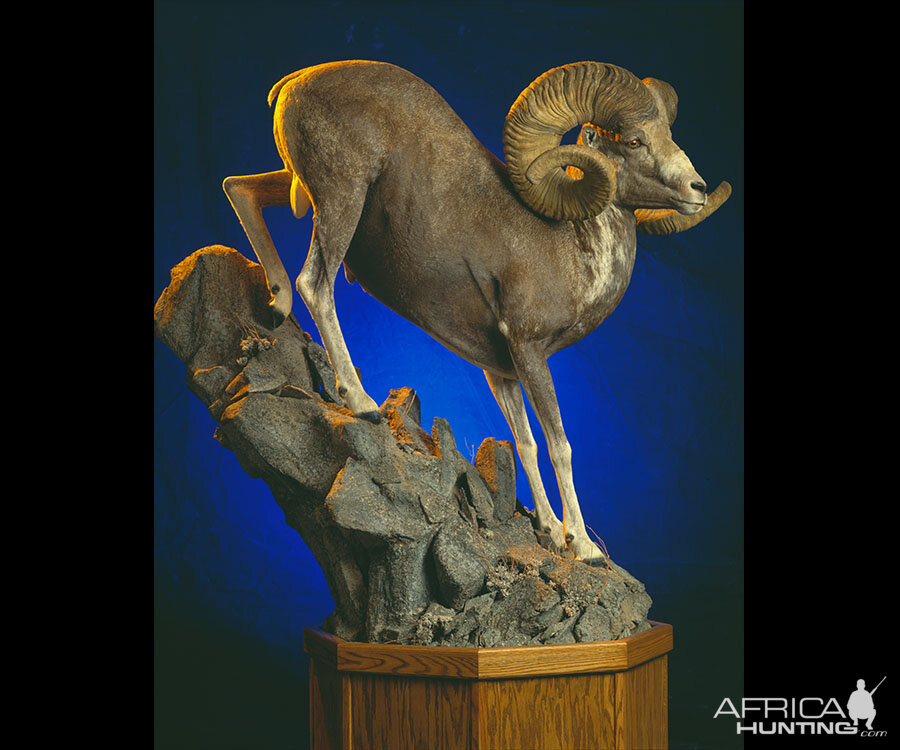 Sheep Full Mount Taxidermy