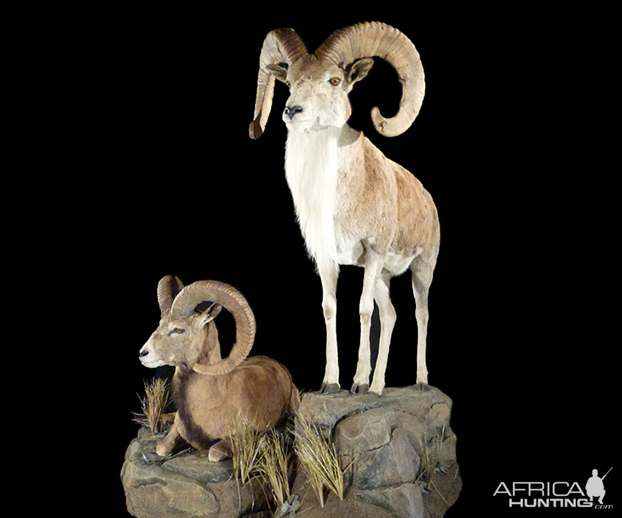 Sheep Full Mount Taxidermy