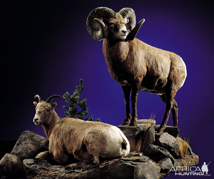 Sheep Full Mount Taxidermy