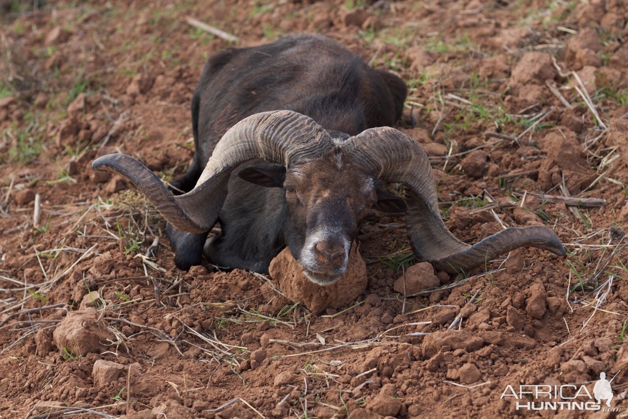 Sheep Hunt