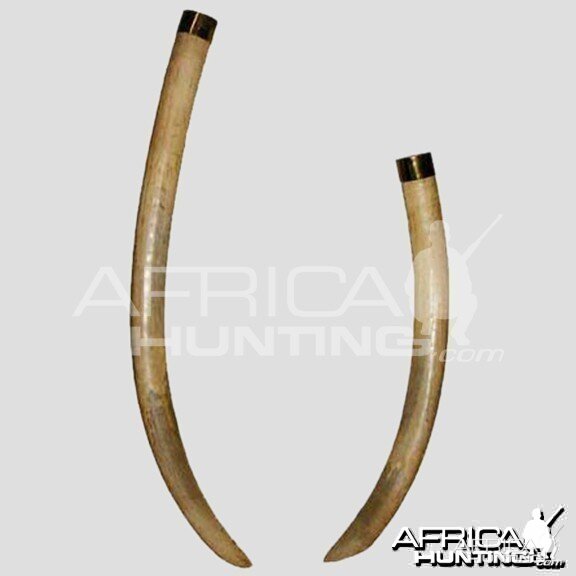 Shingwedzi Tusks