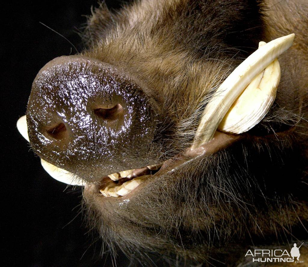 Shoulder Mount Bushpig Taxidermy Close Up