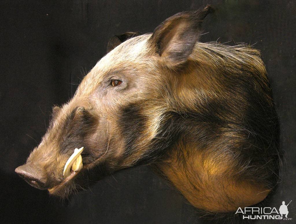 Shoulder Mount Bushpig Taxidermy