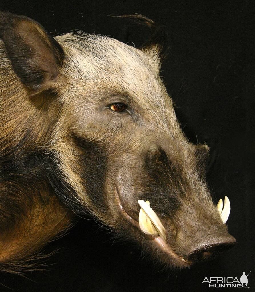 Shoulder Mount Bushpig Taxidermy