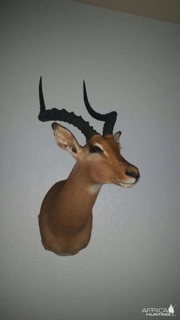 Shoulder Mount Impala Taxidermy