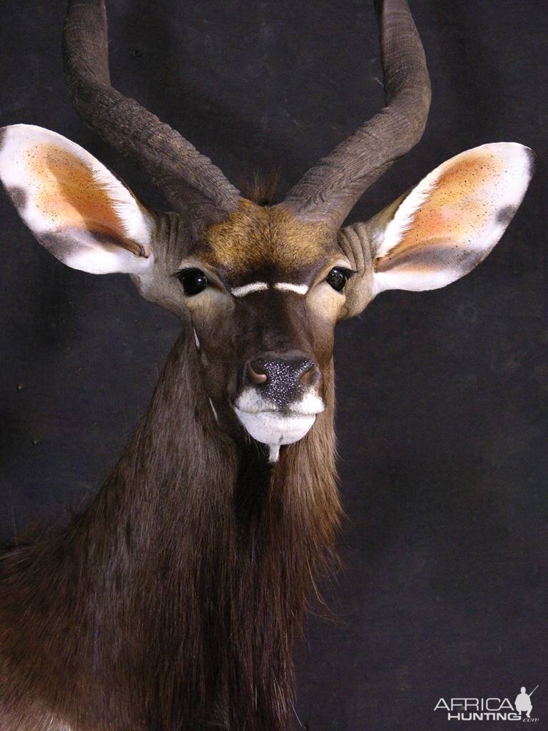 Shoulder Mount Nyala Taxidermy