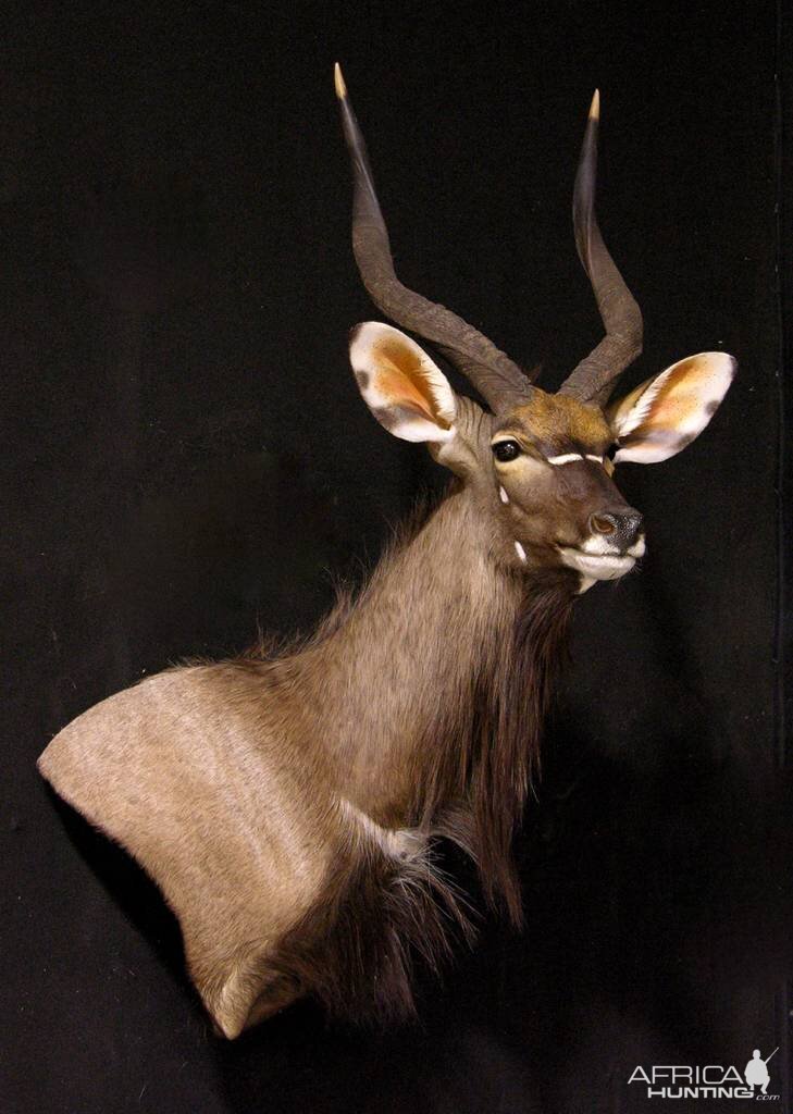 Shoulder Mount Nyala Taxidermy