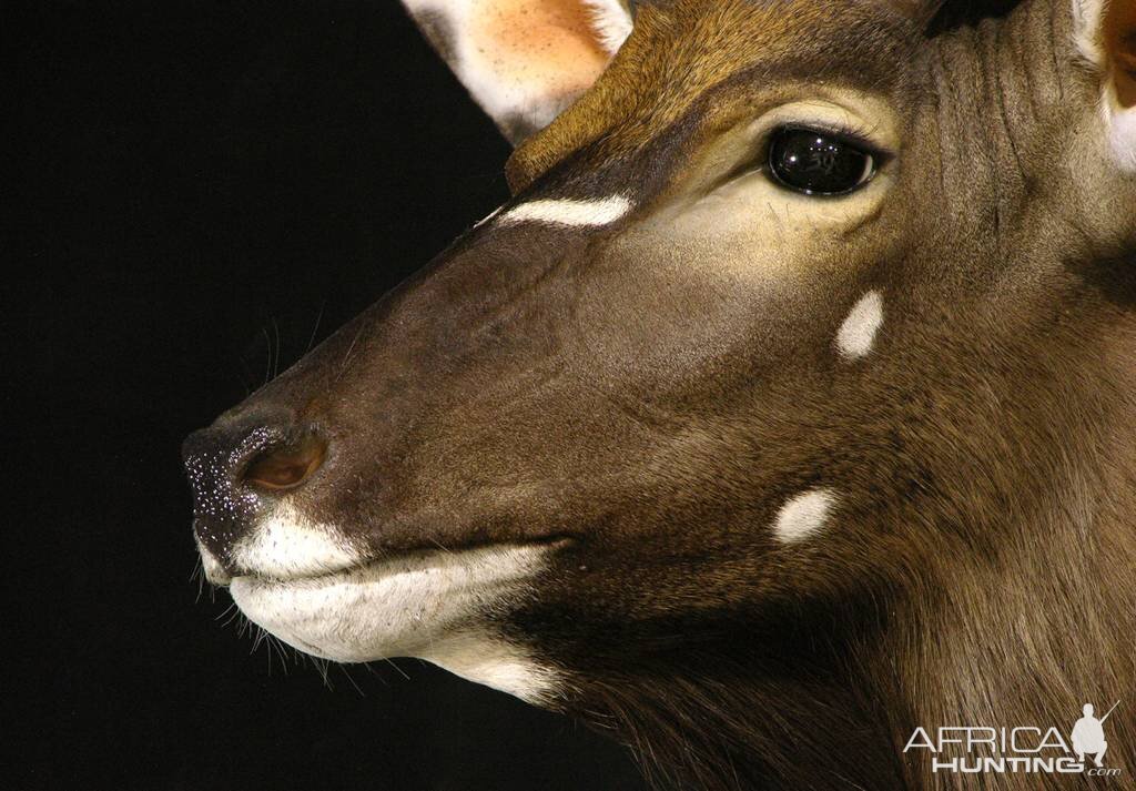 Shoulder Mount Nyala Taxidermy