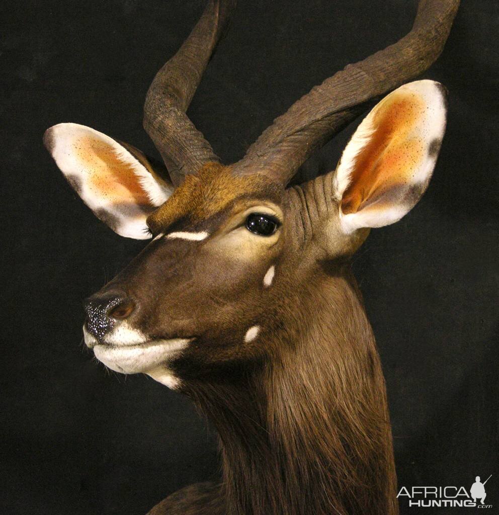 Shoulder Mount Nyala Taxidermy