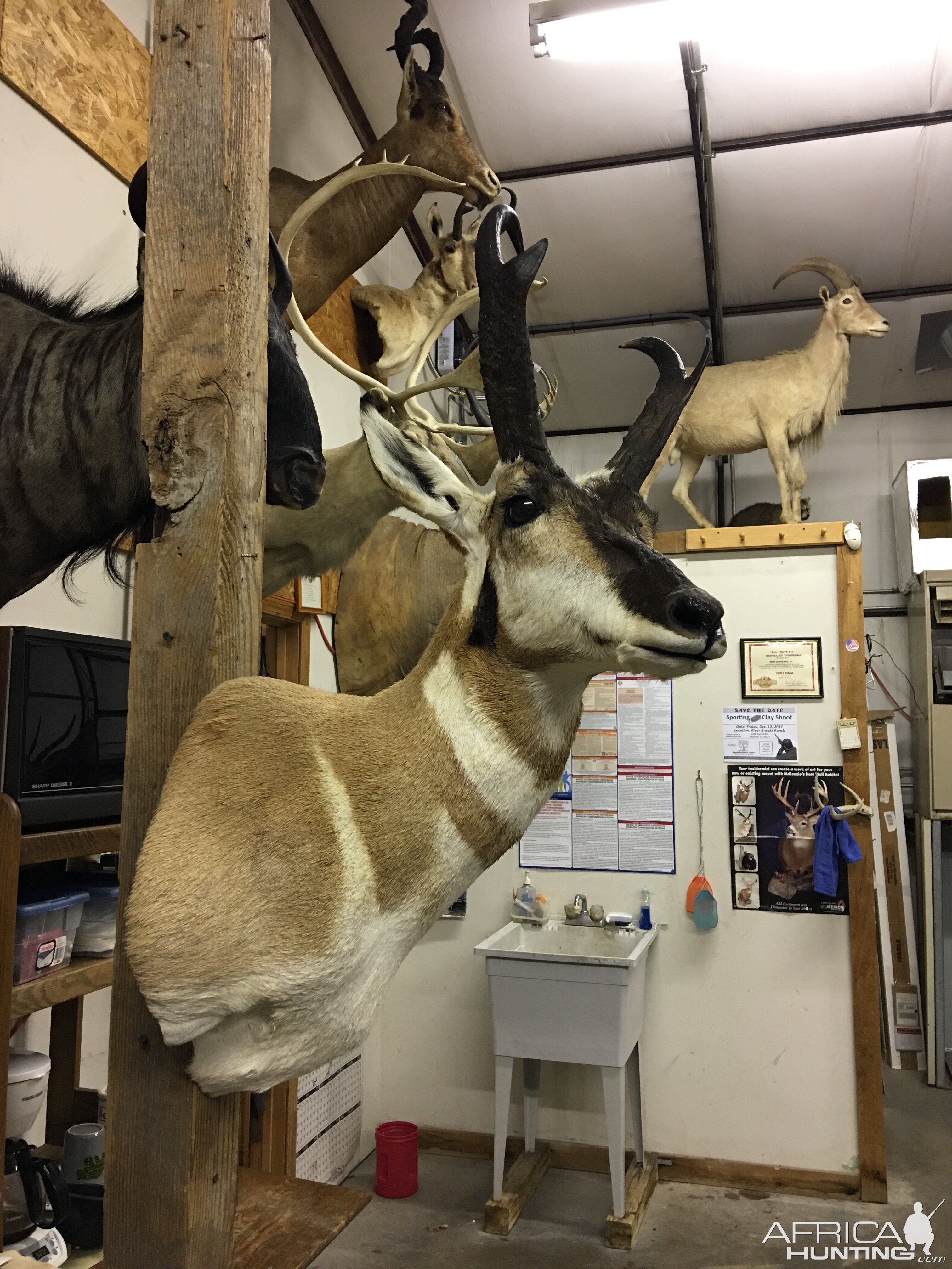 Shoulder Mount Pronghorn Taxidermy