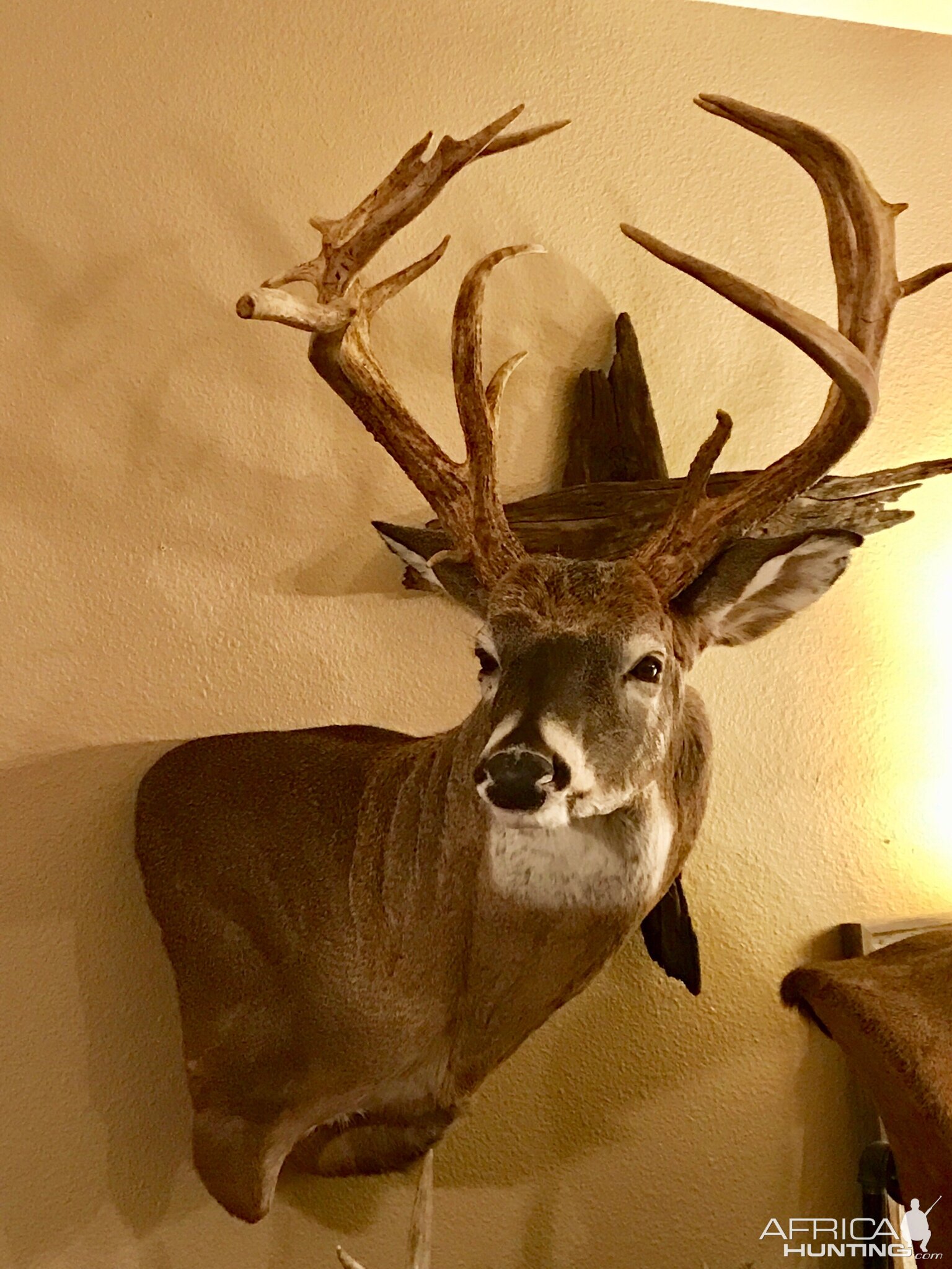 Shoulder Mount White-tailed Deer Taxidermy