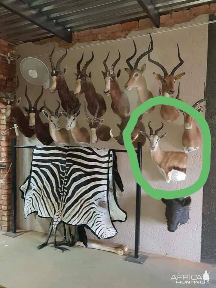 Shoulder Mounts Taxidermy