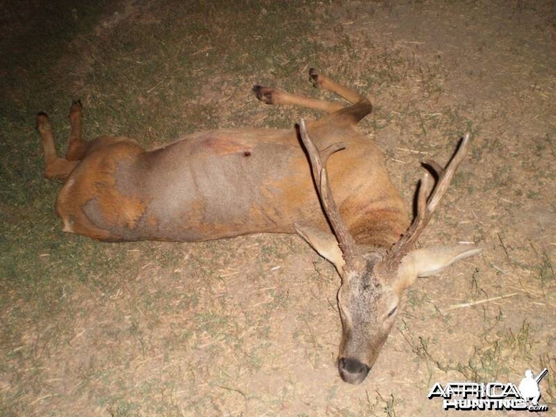 Siberian roe deer Kygizstan