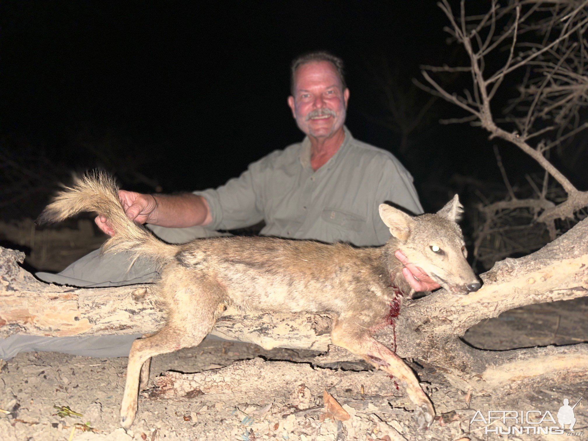 Side Striped Jackal Hunting Chad