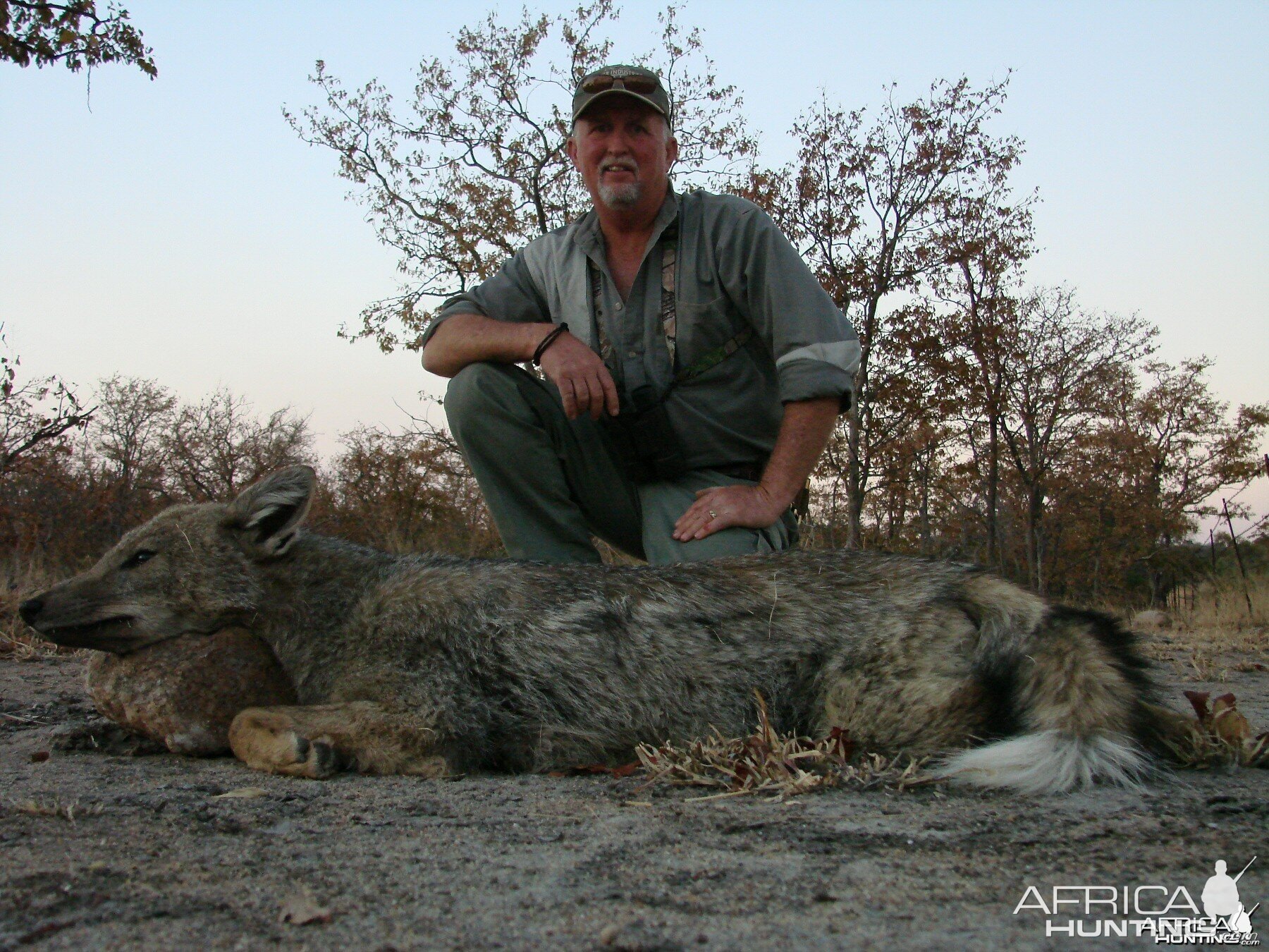 Side stripped jackal  Zimbabwe 2007